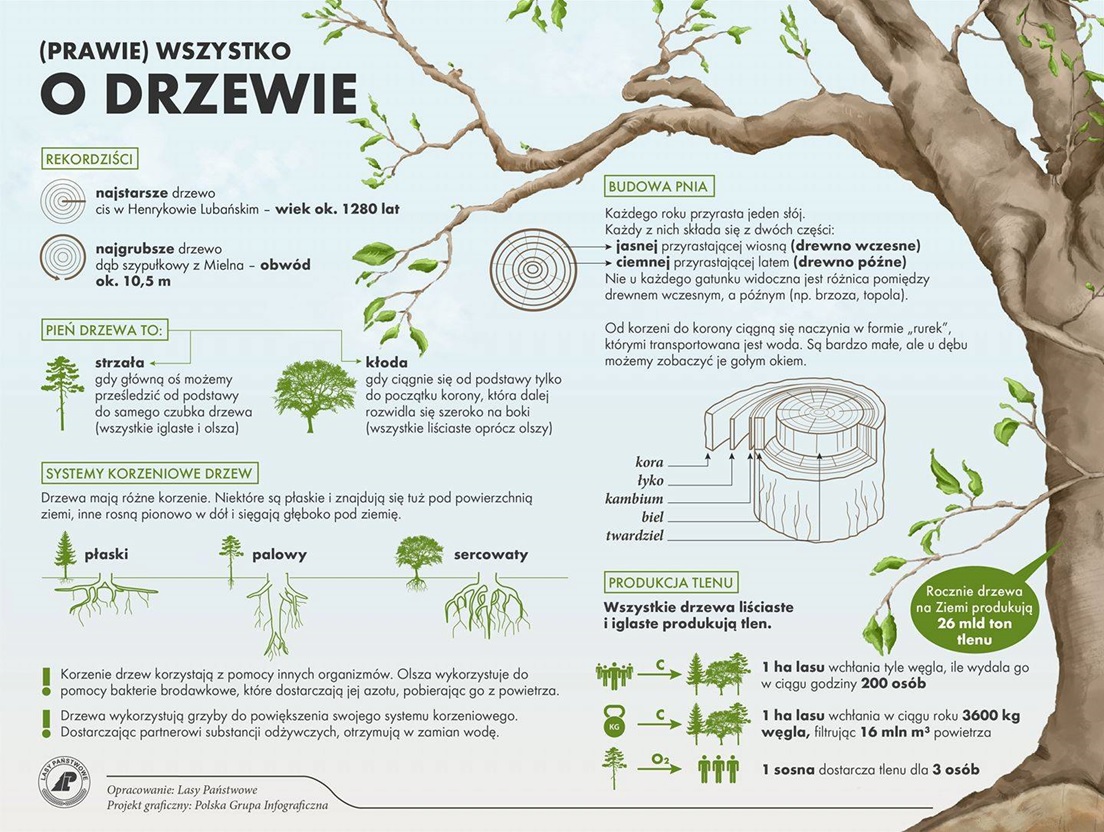 informacja o drzewach